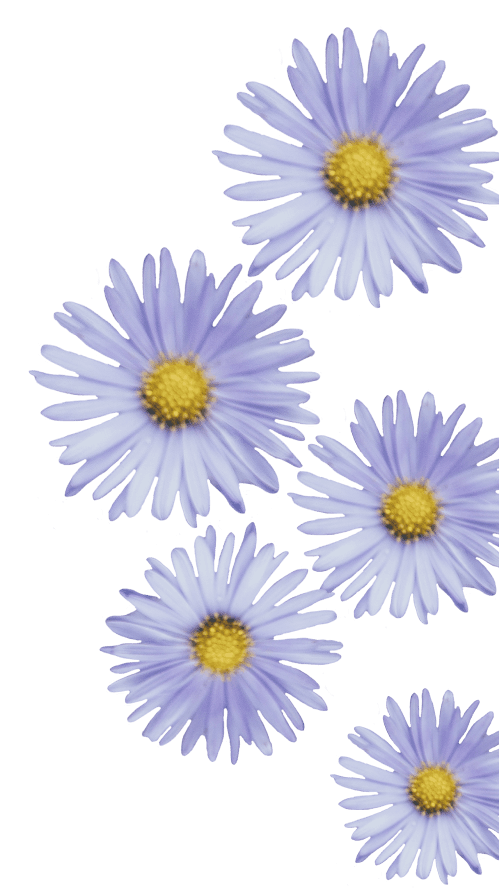 Flower image background